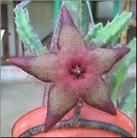 Stapelia macowanii pot jardin L
